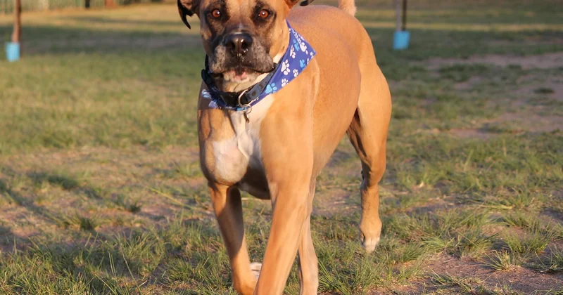 Die Kosten der Haltung: Was ein Bullmastiff wirklich verbraucht
