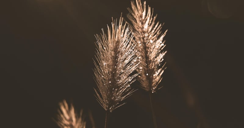 Cannabis decarboxylieren: So aktivierst du THC & CBD richtig
