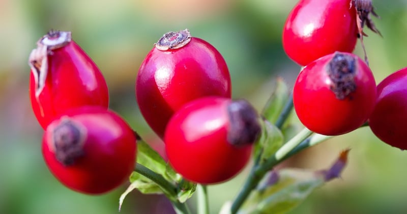 Hagebutten: 9 Gründe, warum sie dein Superfood sein sollten