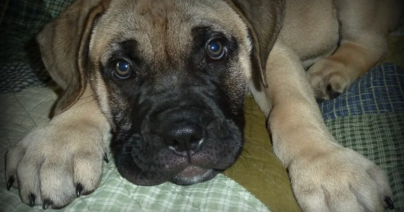 Bullmastiff Welpen kaufen: Worauf Sie bei der Auswahl achten müssen